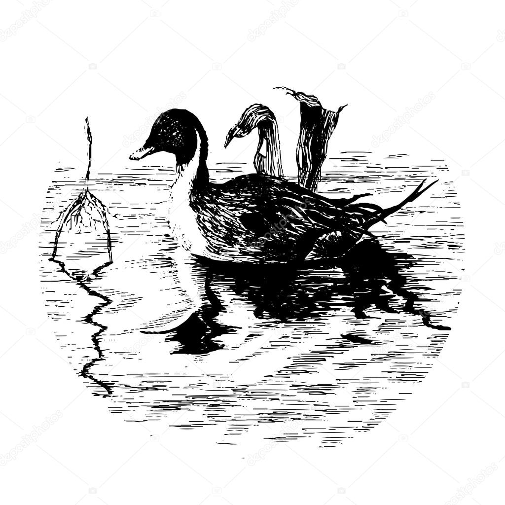 Black-white duck in pool