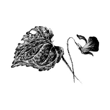 çiçek kroki kalem tarafından