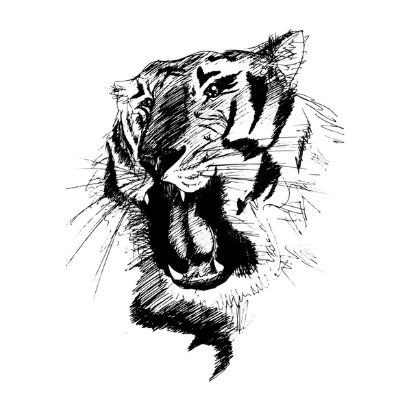Vector sketch of gnarling tiger — Stock Vector