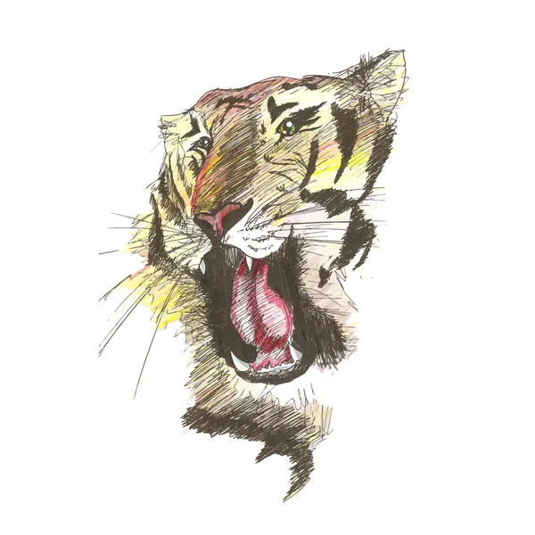 Croquis vectoriel du tigre gnarling — Image vectorielle