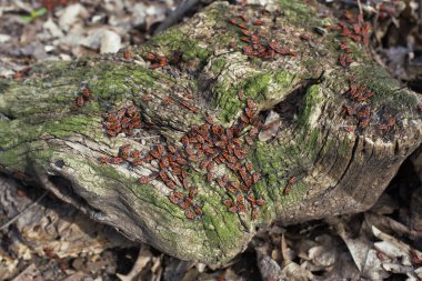 bahar Park yürüyüşler