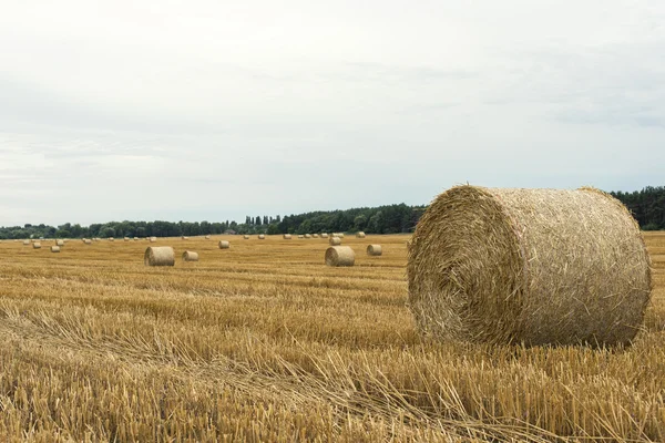 Yazın buğday tarlası hasat ediyorum.