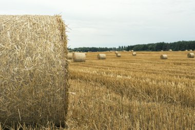 Yazın buğday tarlası hasat ediyorum.