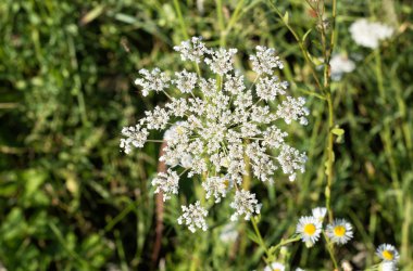 Avrupa'nın güzel kır çiçekleri