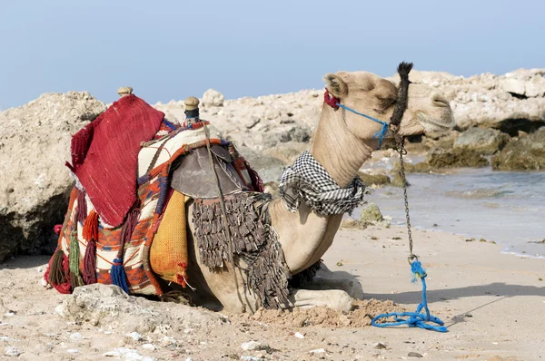 Afrika'ya seyahat — Stok fotoğraf