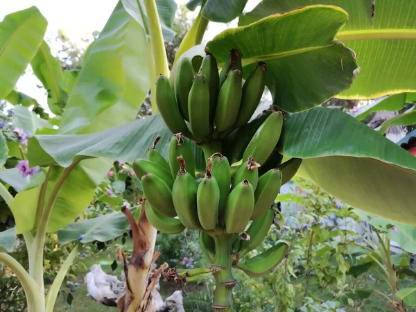 Frische Bio Bananen Ast Des Baumes — Stockfoto