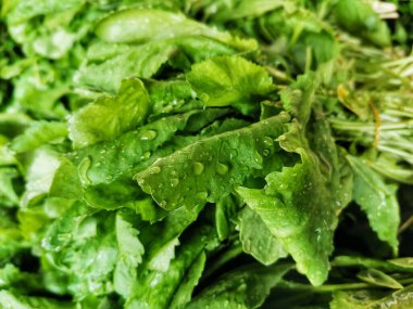 Salata malzemesi. Cress bitkisi. Yağmur damlası.