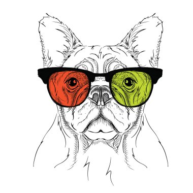 Renkli gözlük bulldog portresi. Vektör çizim.