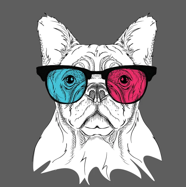 Renkli gözlük bulldog portresi. Vektör çizim.