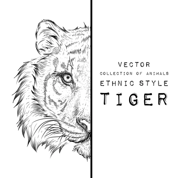 Retrato de tigre desenhado à mão. Desenho manual ilustração vetorial — Vetor de Stock