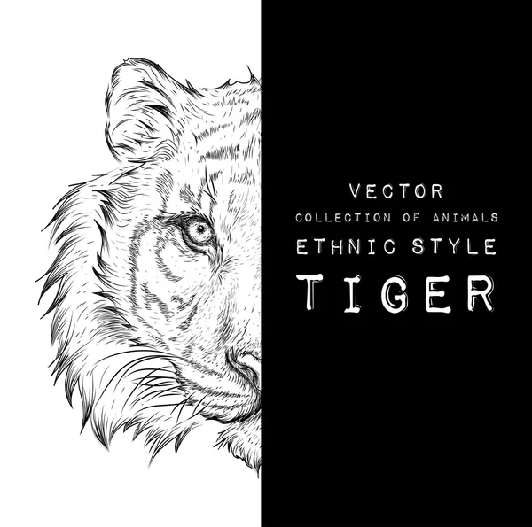 Retrato de tigre desenhado à mão. Desenho manual ilustração vetorial —  Vetores de Stock