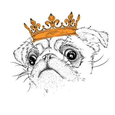 Hand draw portrait of pug in the crown. Use for print, posters, t-shirts. Vector illustration vector