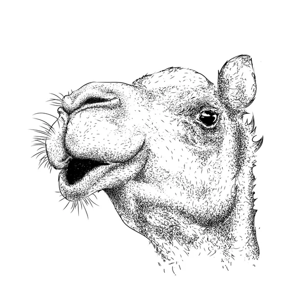 Ruční nakreslení velbloudí portrét. Ruční kreslení vektorové ilustrace — Stockový vektor