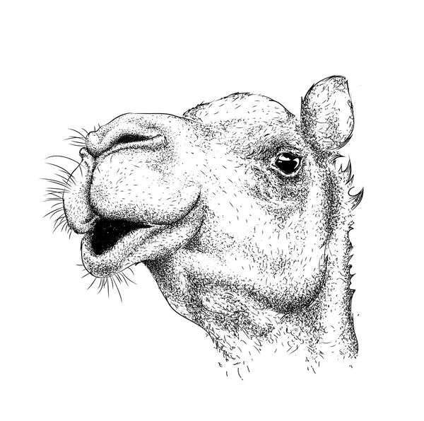 Retrato de camello imágenes de stock de arte vectorial | Depositphotos Retrato de camello imágenes de stock de arte vectorial | Depositphotos