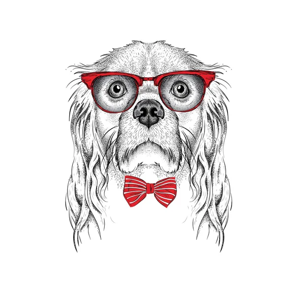 El póster con la imagen del retrato de Spaniel en gafas rojas. Ilustración vectorial . — Vector de stock