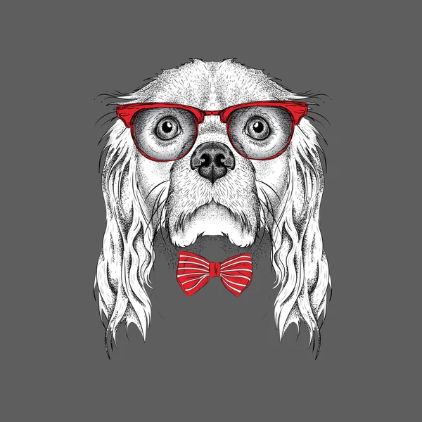 El póster con la imagen del retrato de Spaniel en gafas rojas. Ilustración vectorial . — Vector de stock