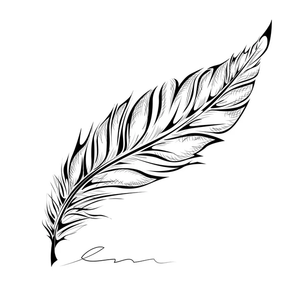 Plumes dessinées à la main sur fond blanc — Image vectorielle