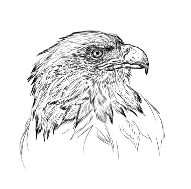 El kartal portre çizmek. El çizmek vektör çizim