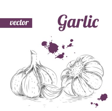 Elle çizilmiş kroki tarzı sarımsak. Vintage Eko gıda vektör çizim. Olgun sarımsak.