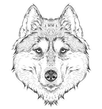 El çizmek husky portre. El çizmek vektör çizim
