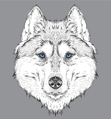 El çizmek husky portre. El çizmek vektör çizim