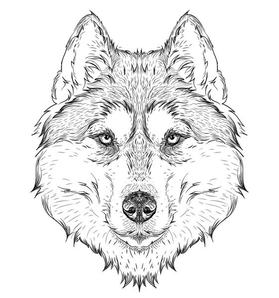 El çizmek husky portre. El çizmek vektör çizim