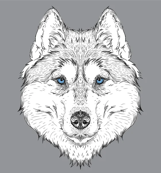 Desenho de mão retrato husky. Desenho manual ilustração vetorial — Vetor de Stock