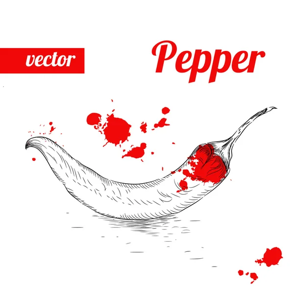 Peperoncino in stile schizzo disegnato a mano. Illustrazione vettoriale di cibo ecologico vintage. Peperoni maturi . — Vettoriale Stock