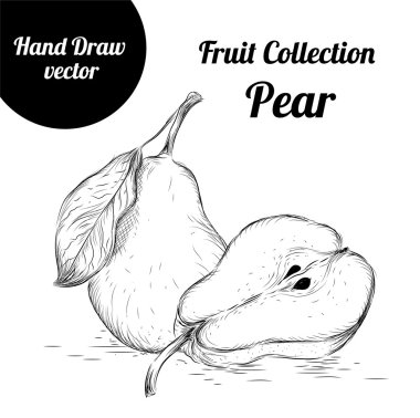 Elle çizilmiş kroki armut. Vintage Eko gıda vektör çizim.