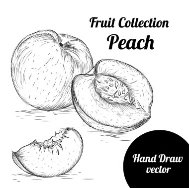 Elle çizilmiş kroki şeftali. Vintage Eko gıda vektör çizim