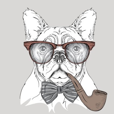 Görüntü portre bulldog kravat ve tütün boru ile gözlük. Vektör çizim.