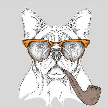 Görüntü portre bulldog ile tütün boru bardaklarda. Vektör çizim.