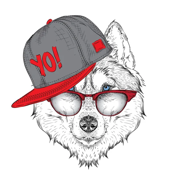 Plakát s husky výšku obrazu v hip-hop klobouku. Vektorové ilustrace. — Stockový vektor