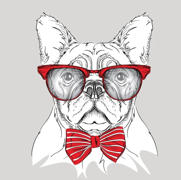 Kép portré bulldog a cravat és szemüveg. Vektoros illusztráció. — Stock Vector