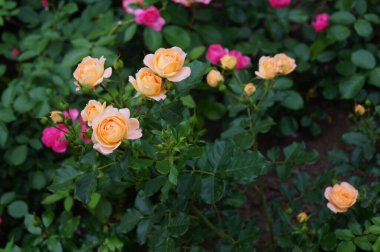 Yaz bahçesinde güzel güller                               