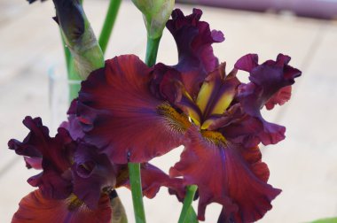 Güzel ve güzel çiçek açan bahçe yaz çiçekleri.