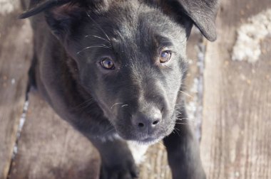 Güzel gözleri olan şirin bir köpek yavrusu.