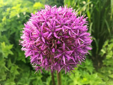 Renkli çiçek. Bahçe çiçekleri güneşli yaz veya bahar günü. Kartpostal güzelliği dekorasyonu ve tarım konsepti tasarımı için çiçek