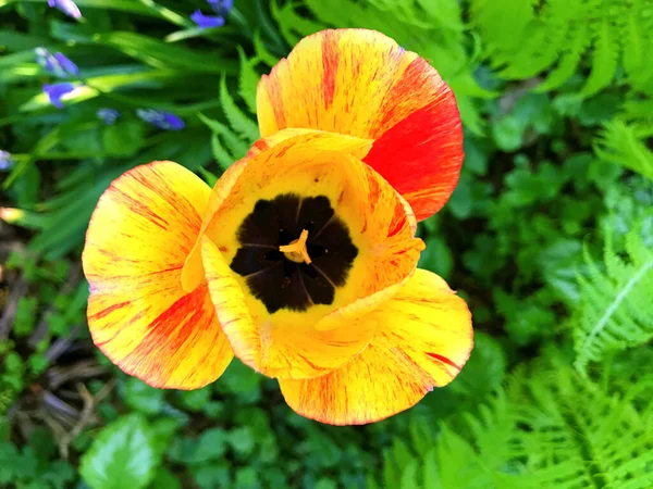 Bunte Blume Blume Garten Sonnigen Sommer Oder Frühlingstagen Blume Für — Stockfoto