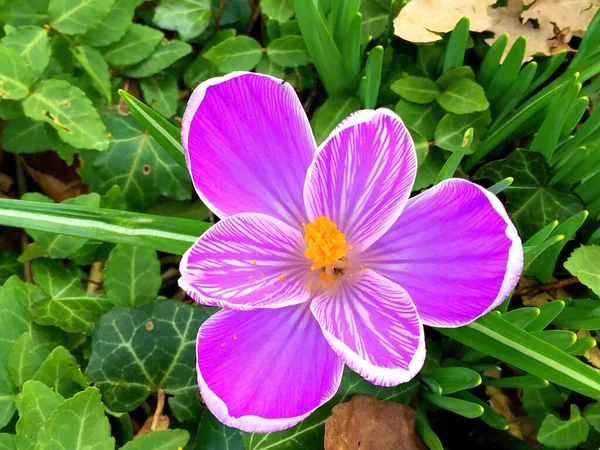 Kolorowy Kwiat Kwiat Ogrodzie Słoneczny Letni Lub Wiosenny Dzień Kwiat — Zdjęcie stockowe