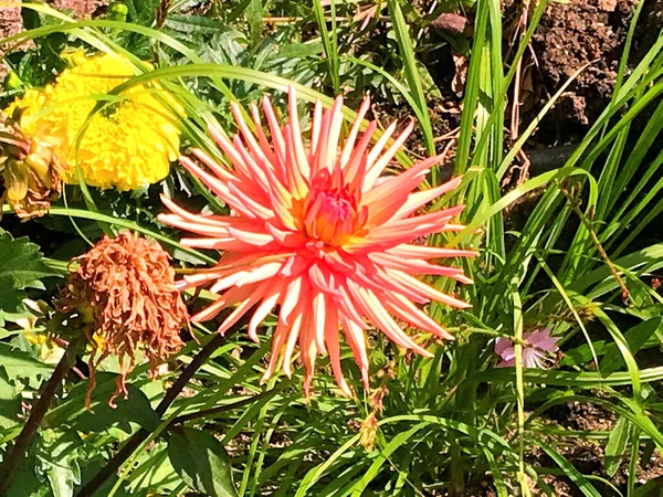 Fleurs Colorées Fleur Dans Jardin Soleil Jour Été Printemps Fleur — Photo