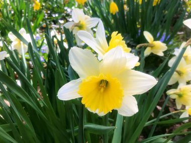 Baharın altındaki bahçede çiçekler. Baharın altındaki doğa......