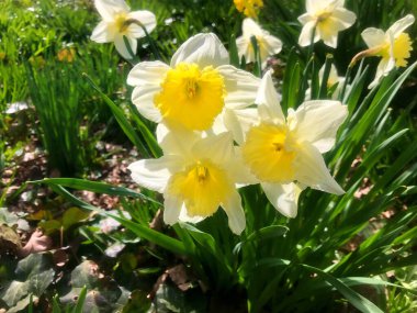 Baharın altındaki bahçede çiçekler. Baharın altındaki doğa......