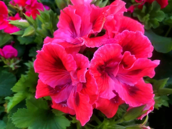 Virágok Kertben Tavasz Alatt Természet Tavasz Alatt — Stock Fotó