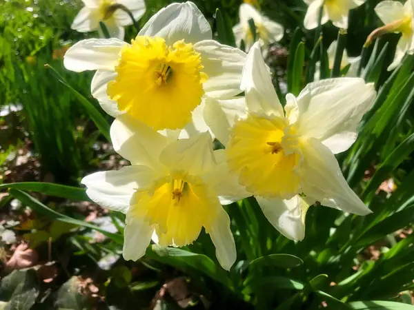 Blumen Garten Frühling Natur Frühling — Stockfoto