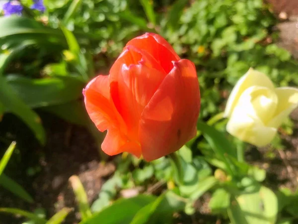 Blumen Garten Frühling Natur Frühling — Stockfoto