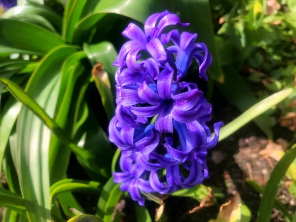 Цветы Саду Весною — стоковое фото
