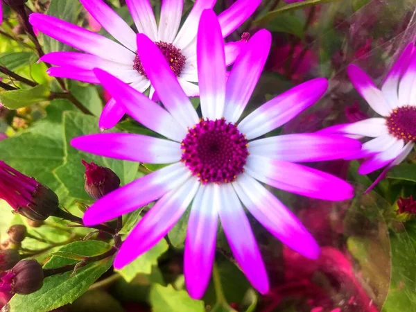 Blumen Garten Frühling Natur Frühling — Stockfoto