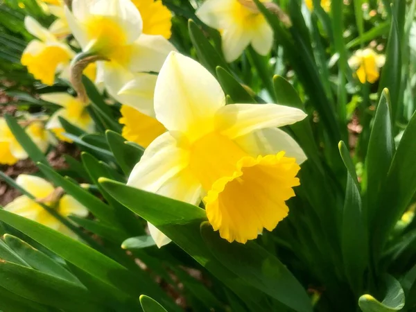 Fleurs Dans Jardin Printemps Nature Printemps — Photo