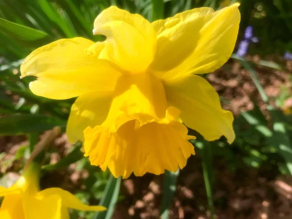 Blumen Garten Frühling Natur Frühling — Stockfoto